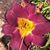 Carrie Mattox's profile image