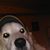 James Spampinato's profile image