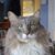 Peter Krasnausky's profile image