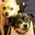 Brenda A. Chambers's profile image