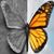 Hermosas Mariposas's profile image