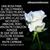Dulce Escamilla's profile image