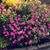 Susan J. Shatila's profile image