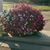 Andrea Bartlett Rowell's profile image