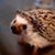 Cheryl Hanson Hambrick's profile image