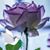 Marilyn Meissner Aruta's profile image