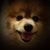 Eddie Kwok's profile image