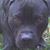 Gail Harrison Galati's profile image