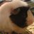 Craig Rich's profile image