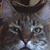 Robin Gilman's profile image