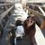 Lisa Gresham-Gordon's profile image