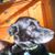 Kim Trenner's profile image