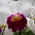 Jeanel Quevedo's profile image