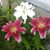Ann Marie Larochelle's profile image