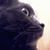 William Washington's profile image