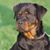 Adrian Martin's profile image
