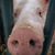 Bessie VonMessenger's profile image