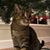 Dana Theakston Tominello's profile image