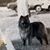 Roxanne Sawallich's profile image