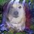 April Sharon's profile image