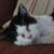 Chris Steinhauser's profile image