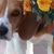Sharon Perutelli's profile image