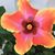 Judy Adams Thomas's profile image