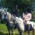 Brittany Denmark Purcell's profile image
