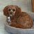 Diane Bauer's profile image