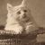 Rosemary Palmer's profile image