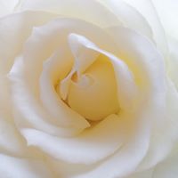 Zola F Schultz's profile image