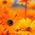 Charlene Shepson's profile image