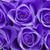 Carolyn M Schafer's profile image