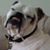 Stephanie Vallango's profile image
