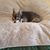 Kelli Gillispie-Coen's profile image