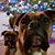 Linda Caviness's profile image