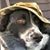 Dominick Jay Foster's profile image
