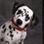 Sam Morris's profile image