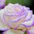 Rose Berry's profile image