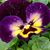 Mary S Olson's profile image