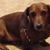 Rhonda Carlton Devitt's profile image