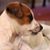A Poodle Launderette's profile image