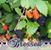 Julie Marie Stephens's profile image