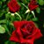 Linda Smith's profile image