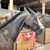 Missy Lynn DiDomizio's profile image