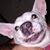 Adam Karlin's profile image