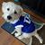 Susan Romines Gray's profile image