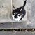 Diane Furlong's profile image