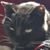 Carrie Soderstrom's profile image