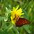 Lynne Maurer's profile image